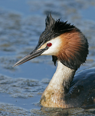 Great Crested Grebe; Podiceps cristatus