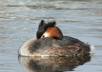 Great Crested Grebe; Podiceps cristatus
