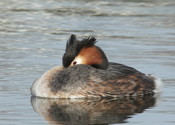 Great Crested Grebe; Podiceps cristatus