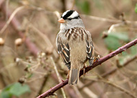 White-crowned Sparrow Zonotrichia leucophrys