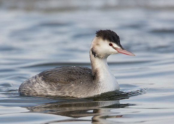 Great Crested Grebe; Podiceps cristatus
