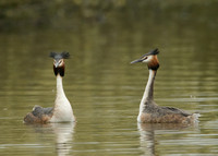 Great Crested Grebe Podiceps cristatus