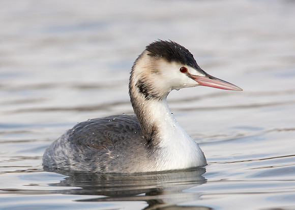 Great Crested Grebe; Podiceps cristatus