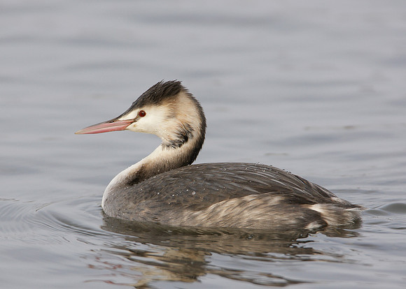 Great Crested Grebe; Podiceps cristatus