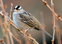 White-crowned Sparrow Zonotrichia leucophrys