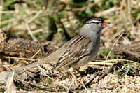 White-crowned Sparrow Zonotrichia leucophrys