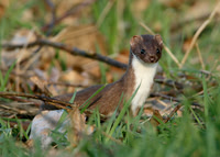 Weasel Mustela nivalis
