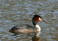 Great Crested Grebe; Podiceps cristatus