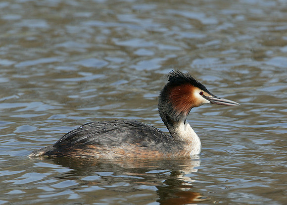 Great Crested Grebe; Podiceps cristatus