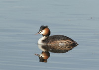 Great Crested Grebe; Podiceps cristatus