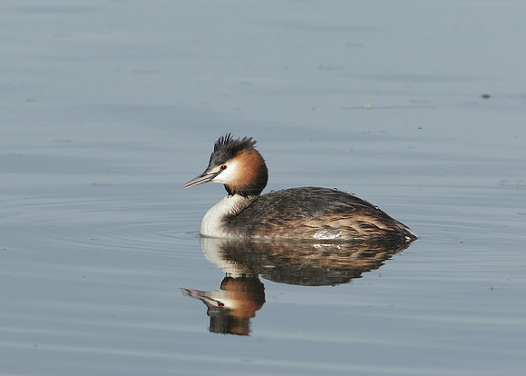 Great Crested Grebe; Podiceps cristatus