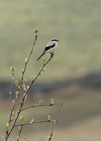 Great Grey Shrike Lanius excubitor