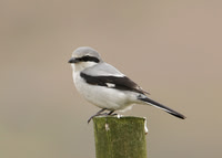 Great Grey Shrike Lanius excubitor