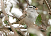 White-crowned Sparrow Zonotrichia leucophrys