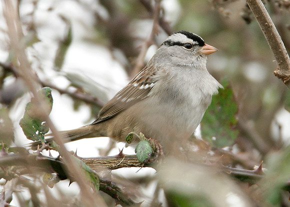 White-crowned Sparrow Zonotrichia leucophrys