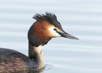 Great Crested Grebe; Podiceps cristatus