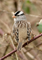 White-crowned Sparrow Cley Jan 2008