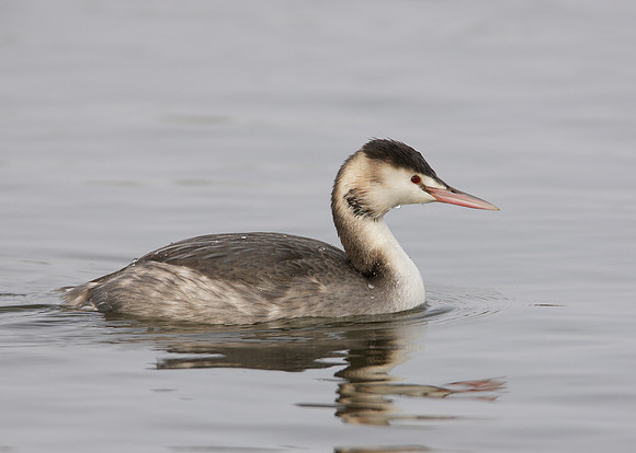 Great Crested Grebe; Podiceps cristatus