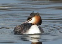 Great Crested Grebe; Podiceps cristatus