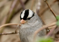 White-crowned Sparrow Zonotrichia leucophrys