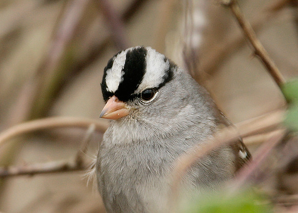 White-crowned Sparrow Zonotrichia leucophrys