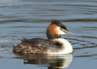 Great Crested Grebe; Podiceps cristatus