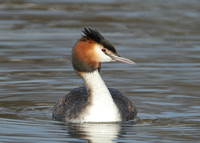 Great Crested Grebe Podiceps cristatus