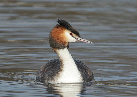 Great Crested Grebe; Podiceps cristatus