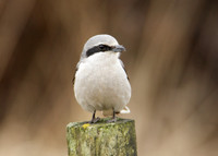 Great Grey Shrike Lanius excubitor