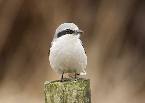 Great Grey Shrike Lanius excubitor