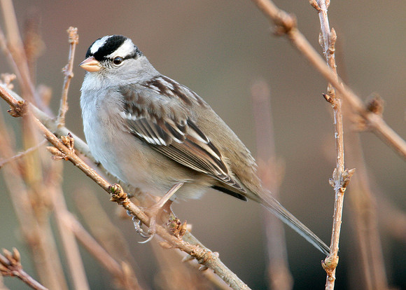 White-crowned Sparrow Zonotrichia leucophrys