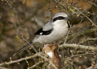 Great Grey Shrike Lanius excubitor