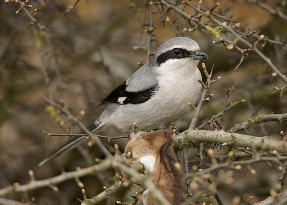 Great Grey Shrike Lanius excubitor