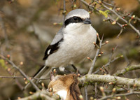 Great Grey Shrike Lanius excubitor
