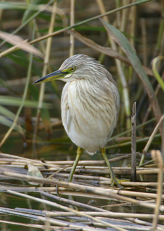 Squacco Heron Ardeola ralloides