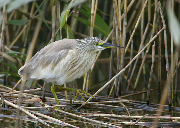 Squacco Heron Ardeola ralloides