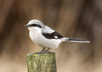 Great Grey Shrike Lanius excubitor