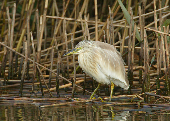 Squacco Heron Ardeola ralloides