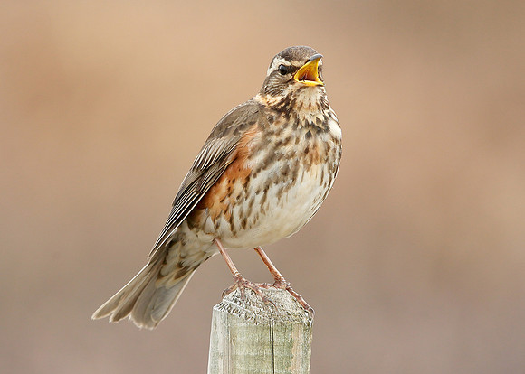 Redwing Turdus iliacus