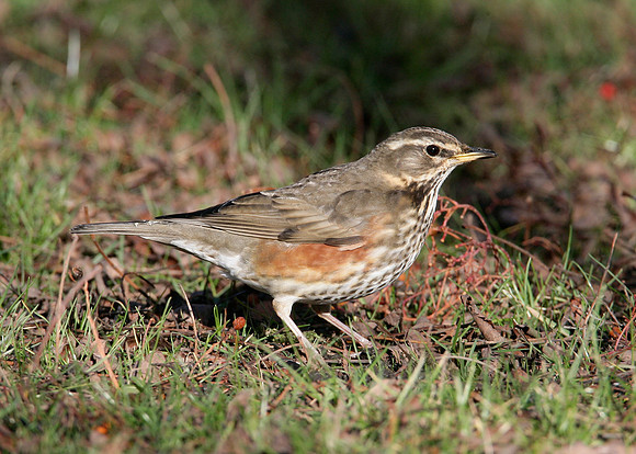Redwing Turdus iliacus