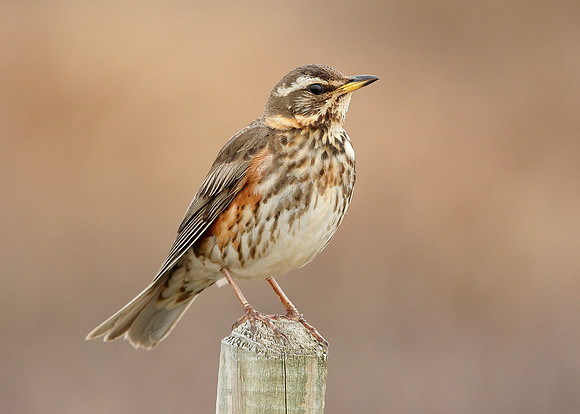 Redwing Turdus iliacus