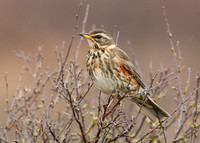 Redwing Turdus iliacus