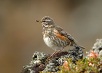 Redwing Turdus iliacus