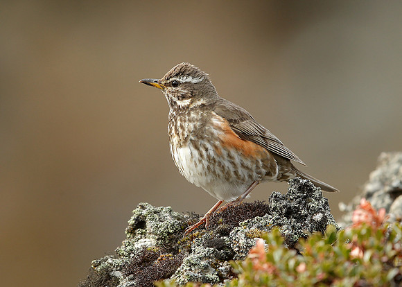 Redwing Turdus iliacus
