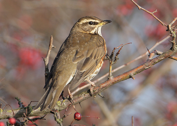 Redwing Turdus iliacus