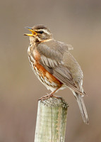 Redwing Turdus iliacus