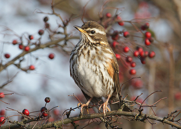 Redwing Turdus iliacus