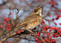 Redwing Turdus iliacus
