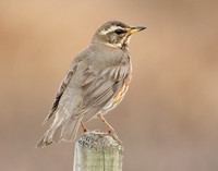 Redwing Turdus iliacus