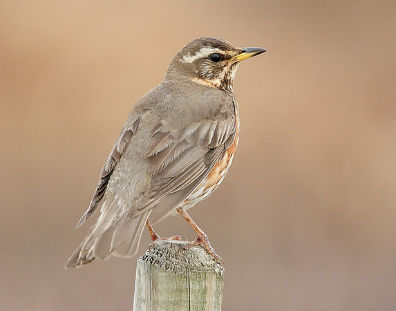 Redwing Turdus iliacus